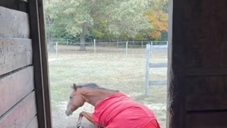 A Day on the Farm: The Graceful Horse in Its Natural Habitat