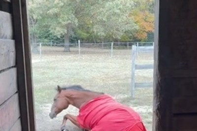 A Day on the Farm: The Graceful Horse in Its Natural Habitat