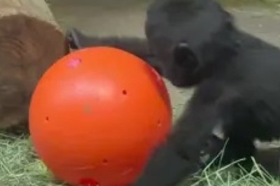 Adorable Baby Gorilla Plays with Ball