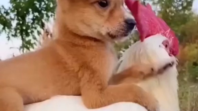 Adorable Companions: Heartwarming Moments of a Chicken and a Small Dog