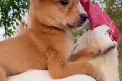 Adorable Companions: Heartwarming Moments of a Chicken and a Small Dog
