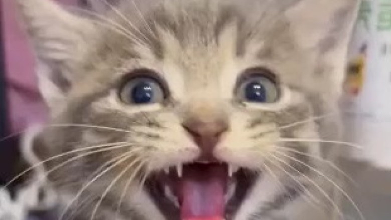 Adorable Kitten: Pure Feline Cuteness!