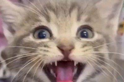 Adorable Kitten: Pure Feline Cuteness!