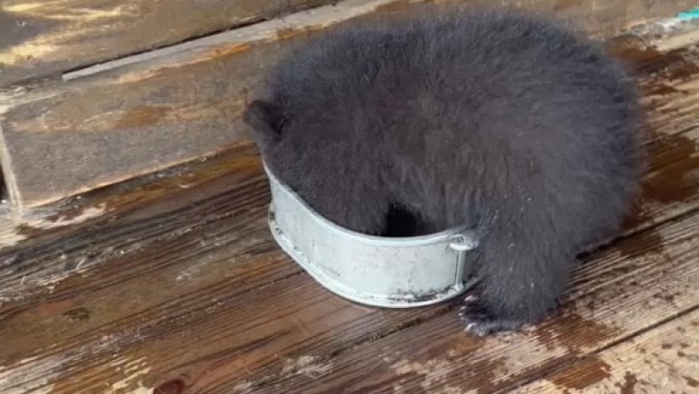 Adorable Little Bear Washing His Face: A Heartwarming Moment