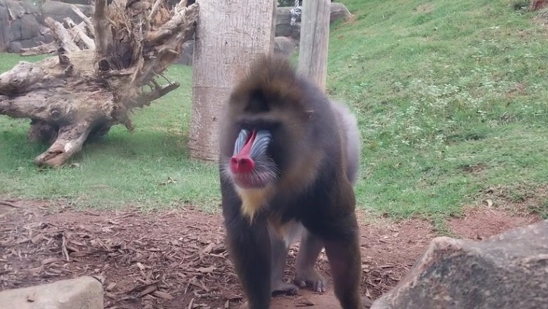 Baboon Antics: Watch These Mischievous Primates in Action!
