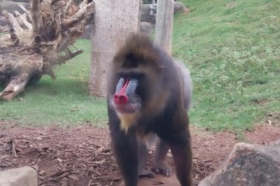 Baboon Antics: Watch These Mischievous Primates in Action!