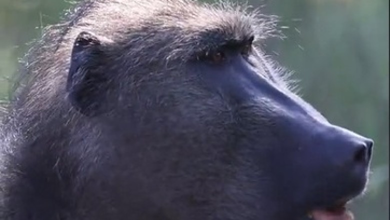 Chacma Baboon Adventures: Wild and Witty Moments!