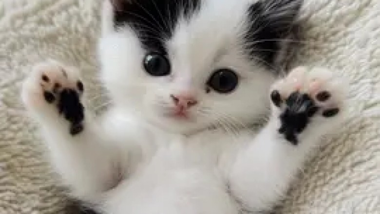 Charming Kitten: A Bundle of Feline Joy!
