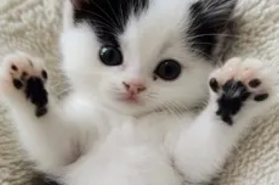 Charming Kitten: A Bundle of Feline Joy!