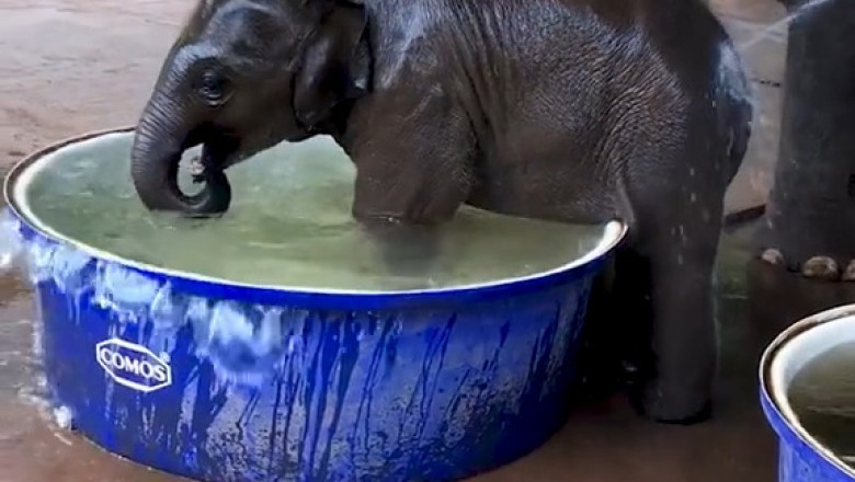 Elephant and Baby Enjoy a Bath Together