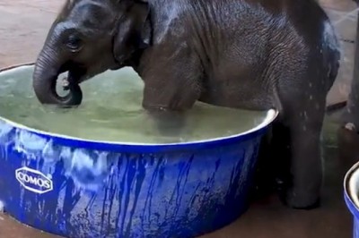 Elephant and Baby Enjoy a Bath Together