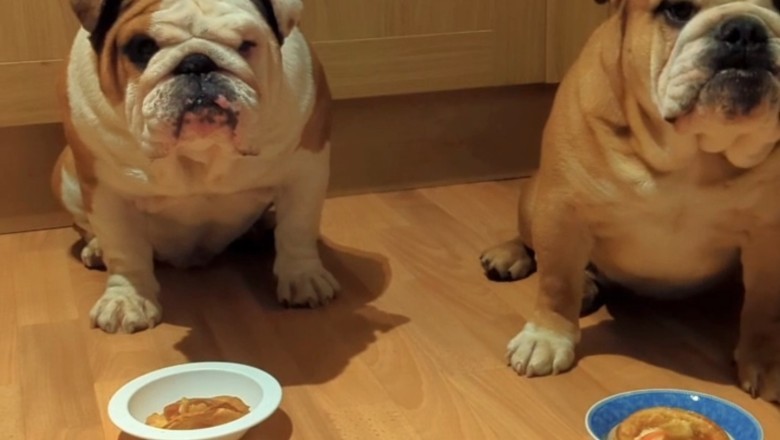 English Bulldogs Enjoying Their Meal