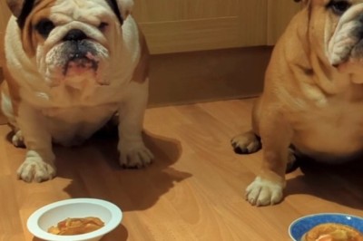 English Bulldogs Enjoying Their Meal