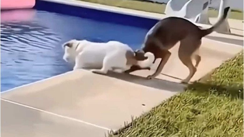 Funny Dog Moments Compilation