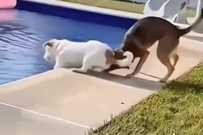 Funny Dog Moments Compilation