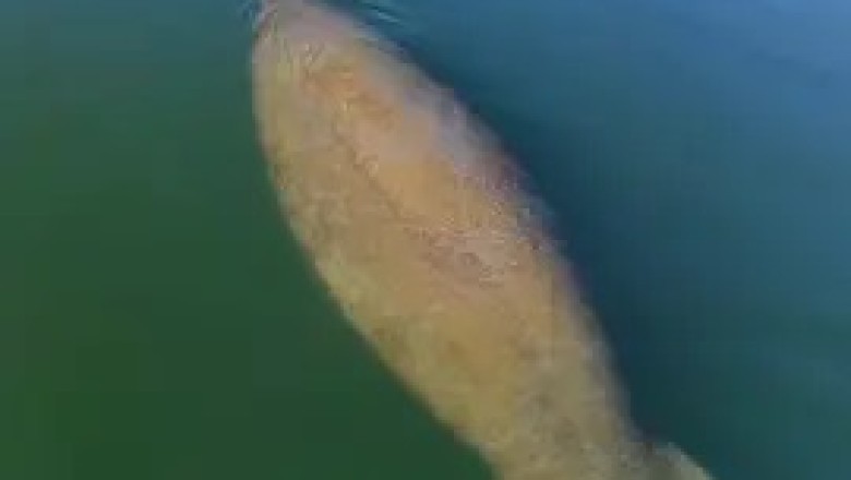 Gentle Giants of the Water: Discovering the Peaceful World of Manatees