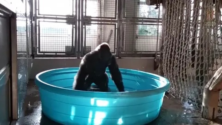 Gorilla Takes a Bath His Own Way