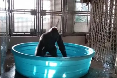 Gorilla Takes a Bath His Own Way