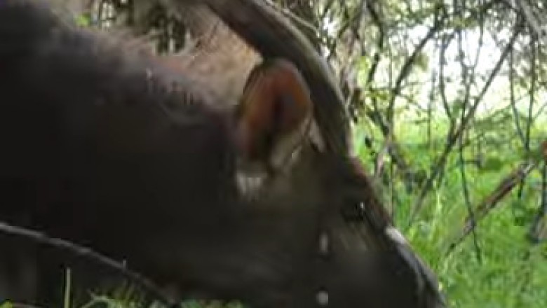 Graceful Antelope in the Wild: A Journey Through Nature's Beauty