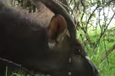 Graceful Antelope in the Wild: A Journey Through Nature's Beauty