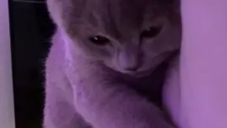 Graceful Feline: The Beauty of a Cat's World
