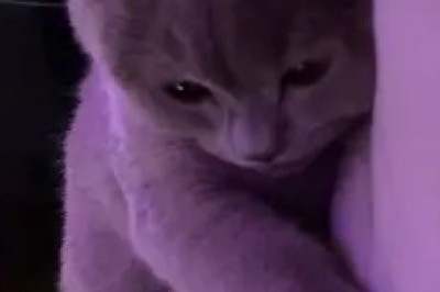 Graceful Feline: The Beauty of a Cat's World