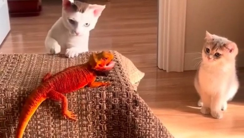 Hilarious and Adorable Cat Antics: The Ultimate Compilation of Funny Feline Moments