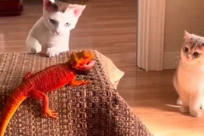 Hilarious and Adorable Cat Antics: The Ultimate Compilation of Funny Feline Moments