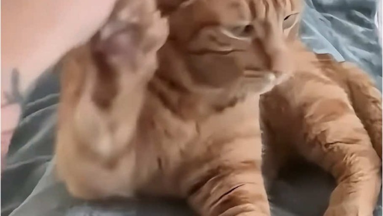 Hilarious Cat Moments Compilation