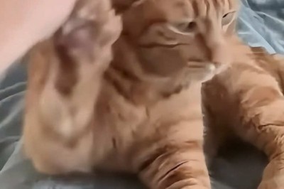 Hilarious Cat Moments Compilation