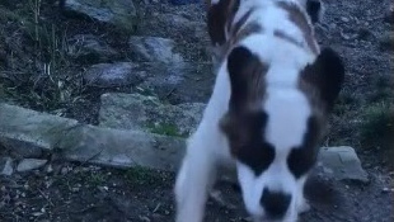 Incredible St. Bernard Dogs: Giants with Gentle Hearts!
