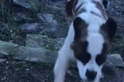 Incredible St. Bernard Dogs: Giants with Gentle Hearts!