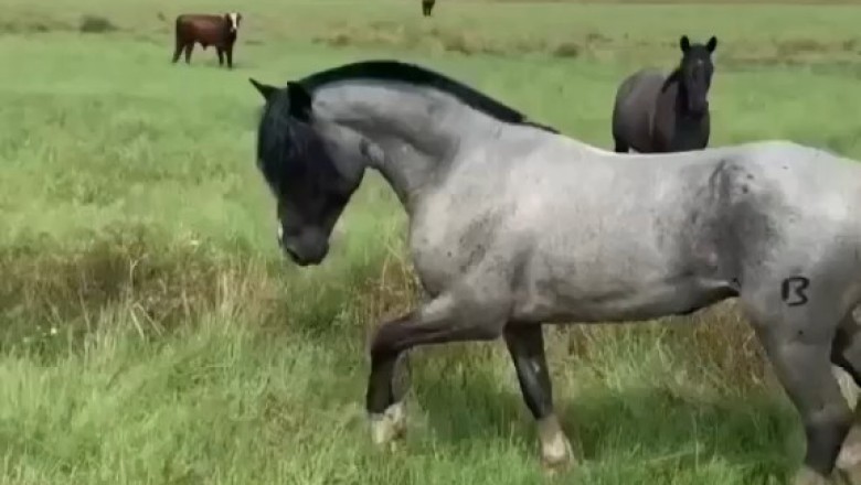 Majestic Beauty: A Glimpse into the Graceful World of Horses