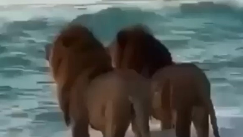 Majestic Duo: Two Lions Embark on an Epic Sea Adventure