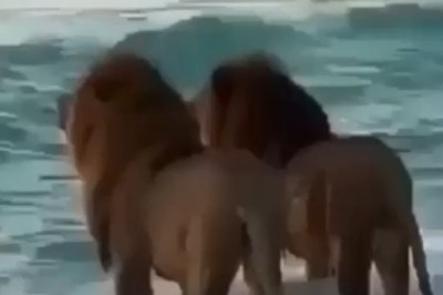 Majestic Duo: Two Lions Embark on an Epic Sea Adventure