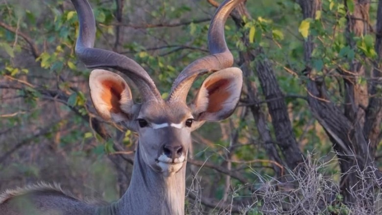 "Majestic Greater Kudu: A Glimpse into the Wild