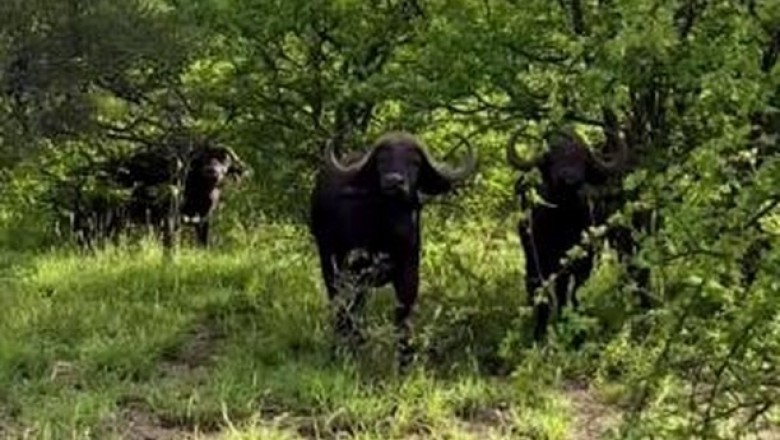 Majestic Strength: The Resilient African Buffalo in Its Natural Habitat