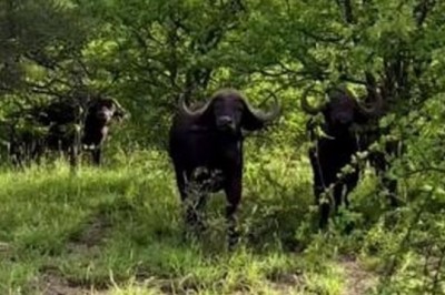 Majestic Strength: The Resilient African Buffalo in Its Natural Habitat
