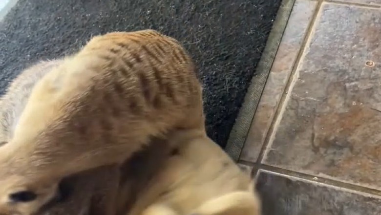 Meerkat vs Mongoose Pets: A Playful Encounter Between Two Curious Creatures