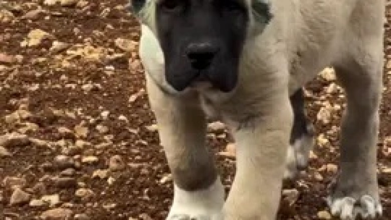 Meet the Adorable Kangal Puppy: The Ultimate Cuteness Overload!