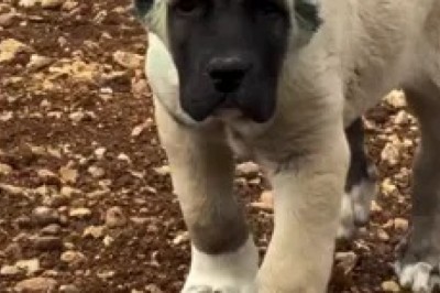 Meet the Adorable Kangal Puppy: The Ultimate Cuteness Overload!