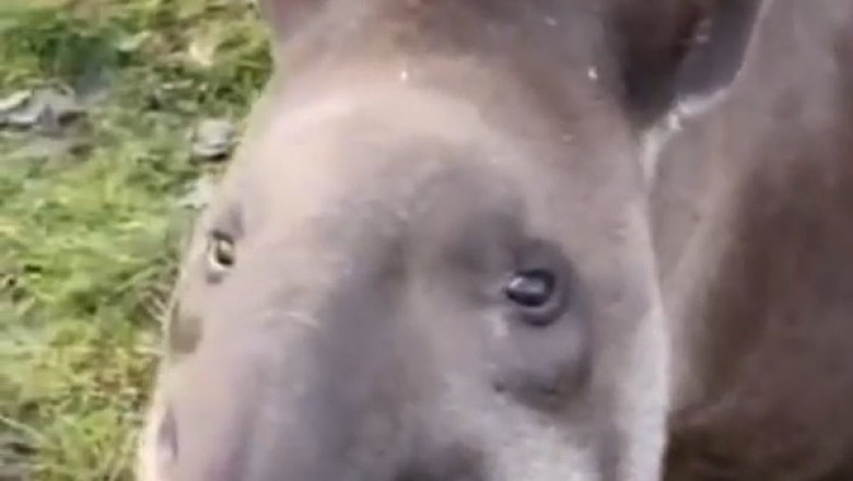 Meet the Marvelous Tapir: Nature's Gentle Curiosity!
