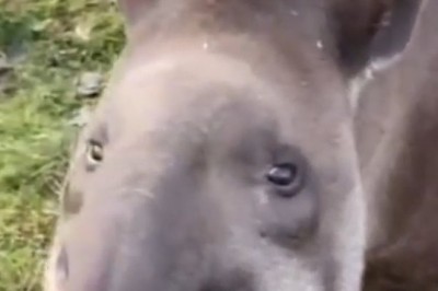 Meet the Marvelous Tapir: Nature's Gentle Curiosity!