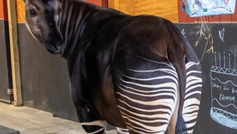 Meet Your New Unusual Pet: The Charming Okapi