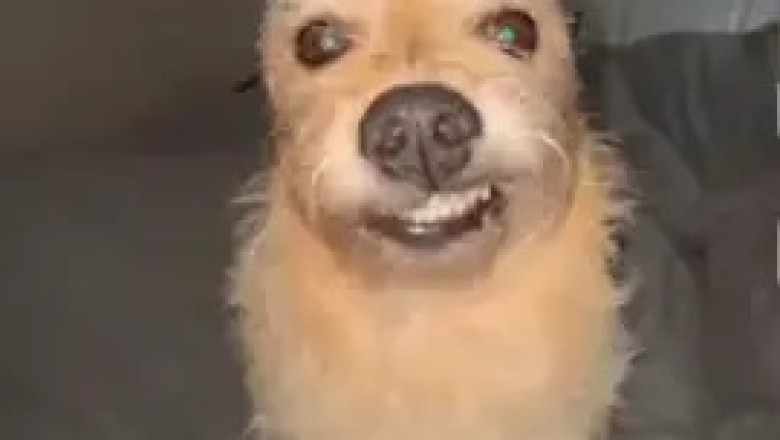 Norwich Terrier Delight: Small Dog, Big Personality!