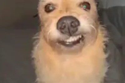 Norwich Terrier Delight: Small Dog, Big Personality!