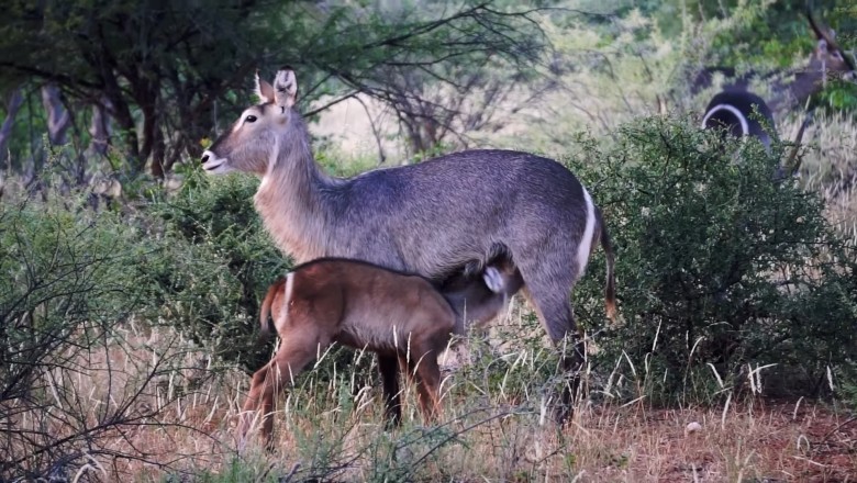 Nurturing Moments: A Gazelle Breastfeeds Her Young in the Forest