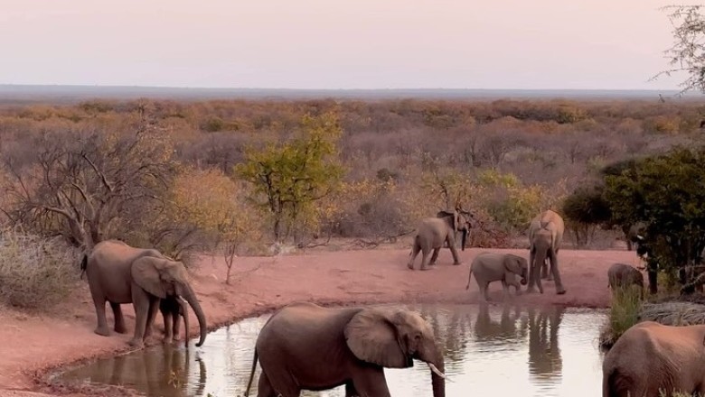 Oasis Serenade: A Majestic Gathering of Elephants