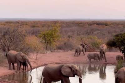 Oasis Serenade: A Majestic Gathering of Elephants