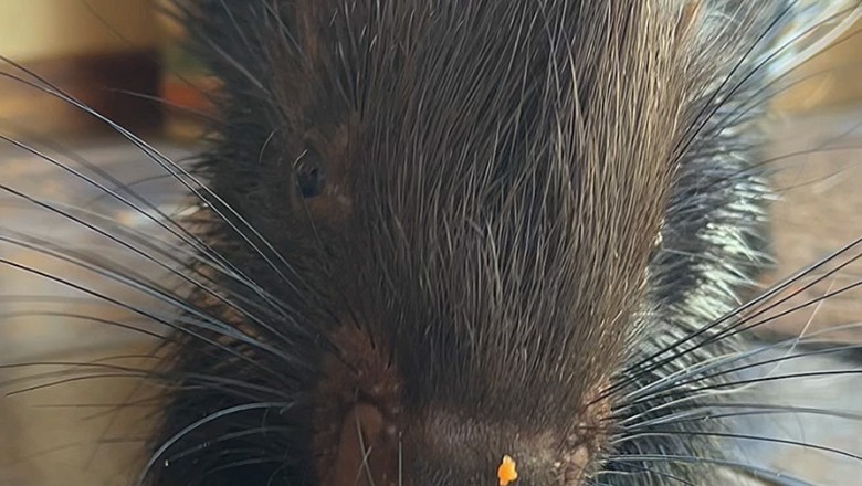 Penny the Porcupine's Carrot Feast: A Heartwarming Snack Time